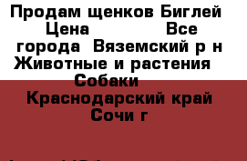 Продам щенков Биглей › Цена ­ 15 000 - Все города, Вяземский р-н Животные и растения » Собаки   . Краснодарский край,Сочи г.